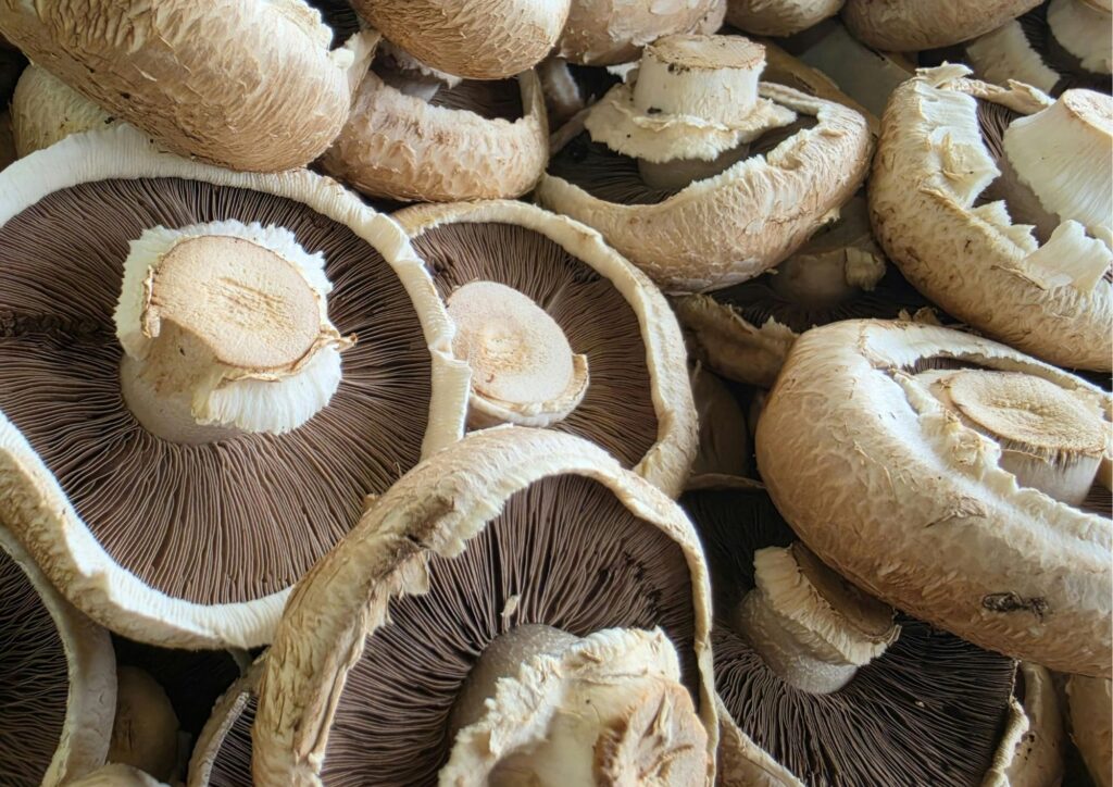 mushroom